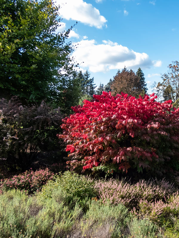 Herfstkleuren in de heidetuin met deze Euonymus alatus