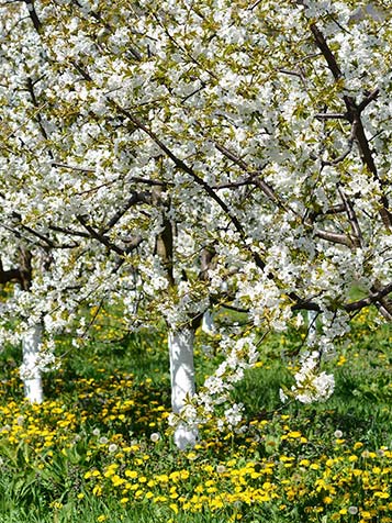 de bloesem en bloeitijd is in april mei witte bloemen