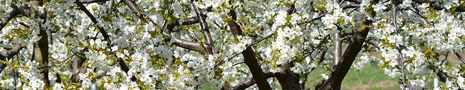 kersen boom heet in het Latijns prunus avium