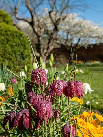 Kievietsbloem is een bloembol