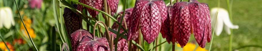 kievitsbloem in pot of grond