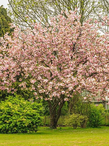 de bloesems toveren de kruin van boom om in een grote witte of roze wolk