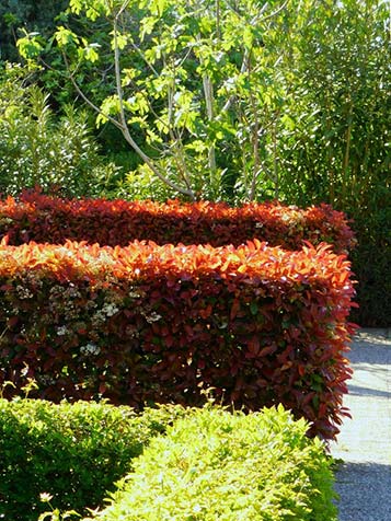 Photinia is goed te snoeien en leent zich ook voor gebruik in hagen