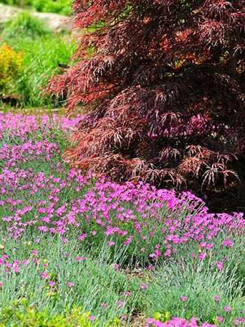 Anjers zijn vaste planten met half wintergroen blad en een vrij lange bloei