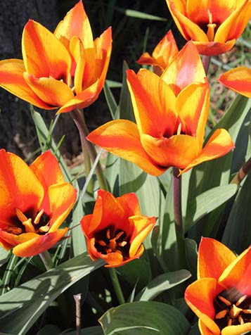 botanische tulp is een bol gewas die je in de grond plant