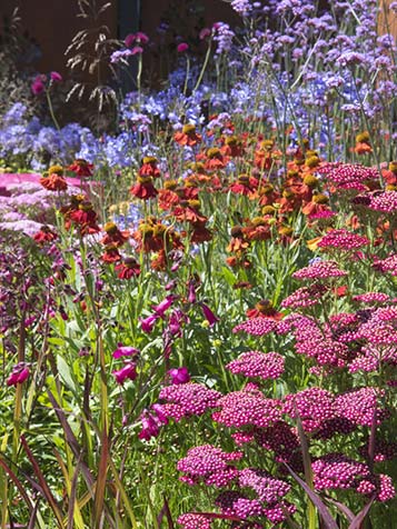 Achillea millefolium wordt ook gebruikt in de keuken