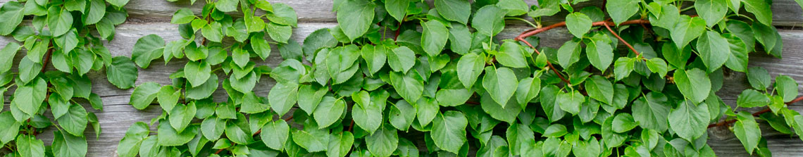 Klimhortensia is een klimplant voor de schaduw of halfschaduw