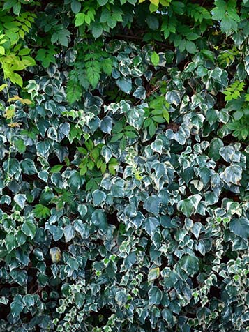 Bij deze groene wand geeft de kleur van de bladeren van de klimop een speels effect