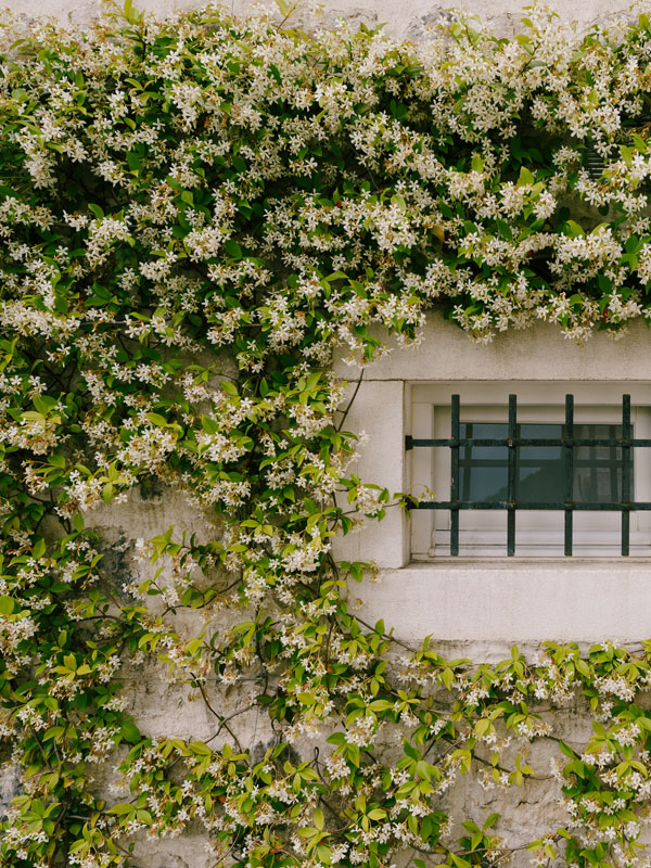 Jasmijn is een klimplant met geurende bloemen