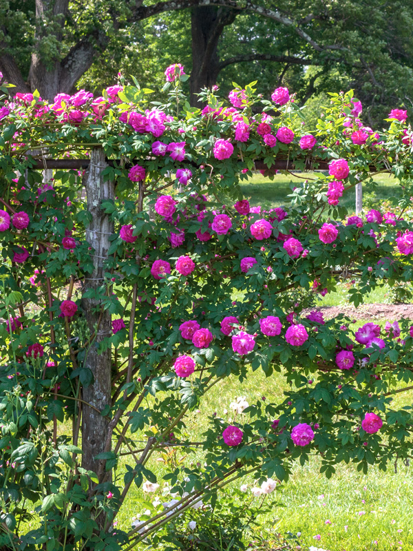 Klimrozen kunnen worden toegepast als afscheiding tussen gedeeltes van de tuin