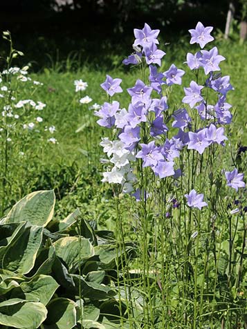 Campanula persicifolia heeft een opgaande groeiwijze met grote bloemen