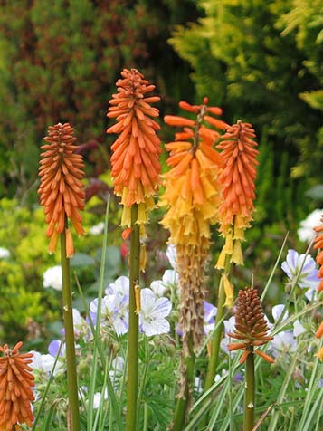 Zet een kniphofia op een zonnige standplaats voor de beste groei en langste bloei