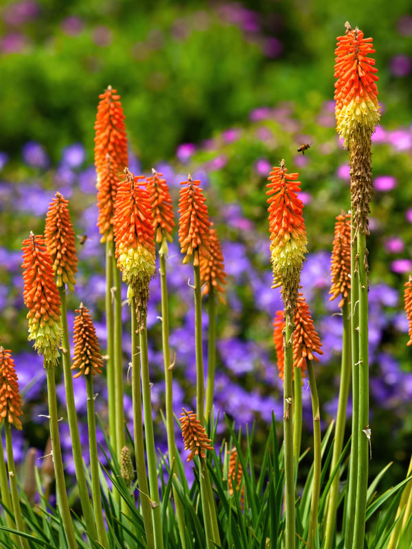 Kniphofia is een lang bloeiende plant met vaak vurig gekleurde bloemen