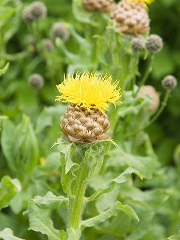 opvallende gele kleur van de korenbloem