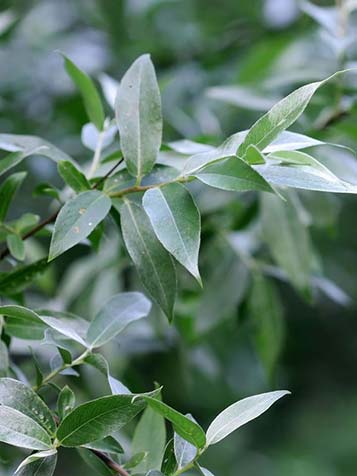 knotwilg salix alba heeft groen grijs blad