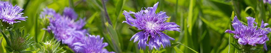 paarse bloemen van de korenbloem