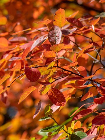 herfstverkleuring krentenboompje