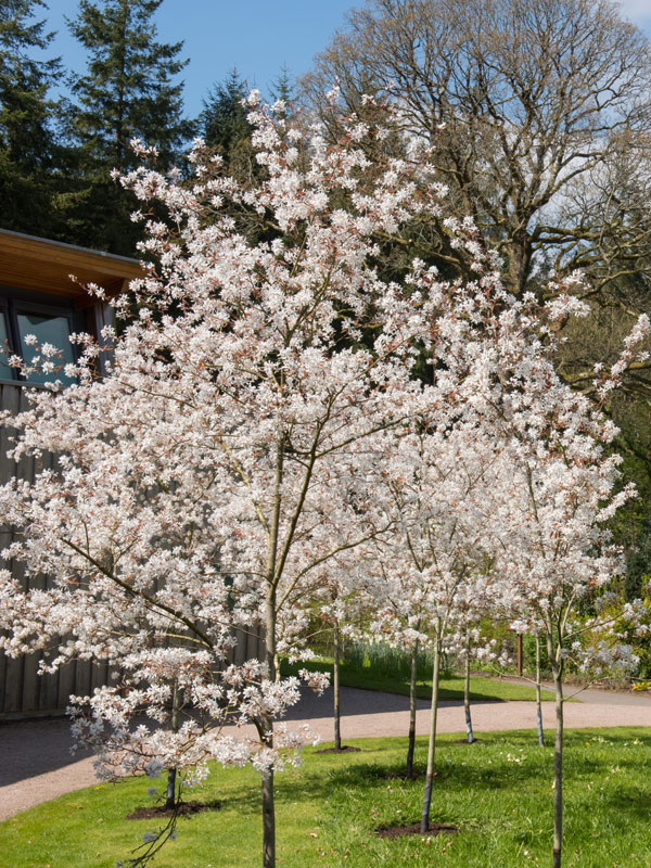 Bloesem krentenboom voor het blad er in het voorjaar aankomt 