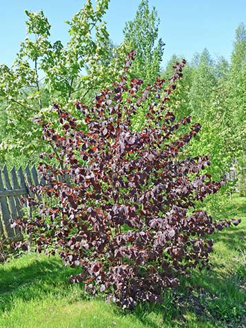 Corylus avellana red majestic is de rode krulhazelaar met rood blad