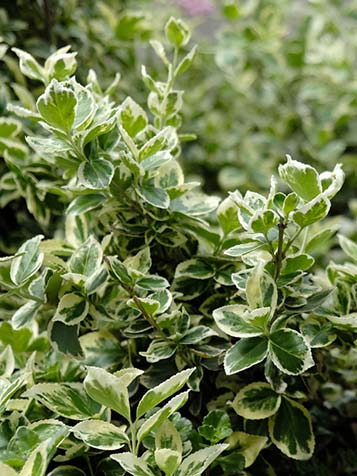 Euonymus fortunei blijft groen tijdens de wintermaanden en kan zowel in de zon als in de schaduw groeien