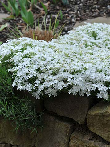 Witte Phlox subulata toont als een sneeuwdeken 