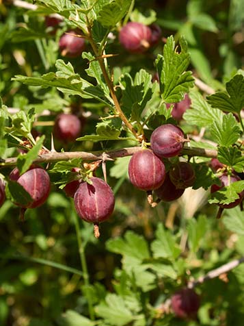 Een bladverliezende struik plant met doorns is de kruisbes