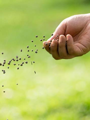 De grond verbeteren doet u niet met kunstmest maar met compost