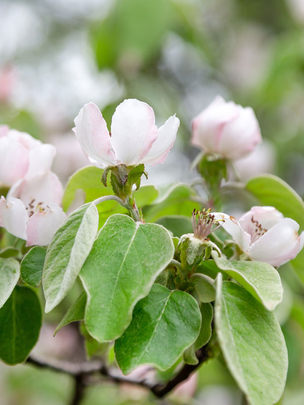 Een kweepeerboom bloeit in het voorjaar met wit-roze bloemen en is zelfbestuivend