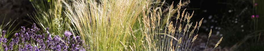 vedergras is een groenblijvende gras staat graag in de zon