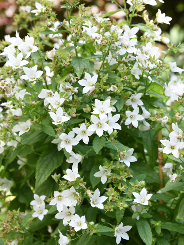 Campanula met witte bloemen