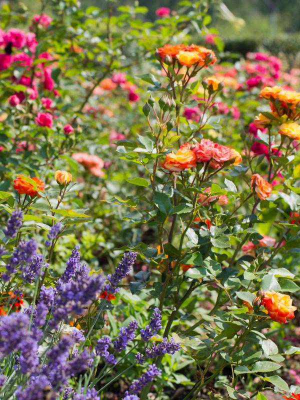 Rozen bloeien vaak de gehele zomer en laten zich goed combineren met andere heesters en vaste planten zoals lavendel