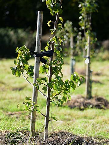 traag groeiende fruitboom op stam met vruchten