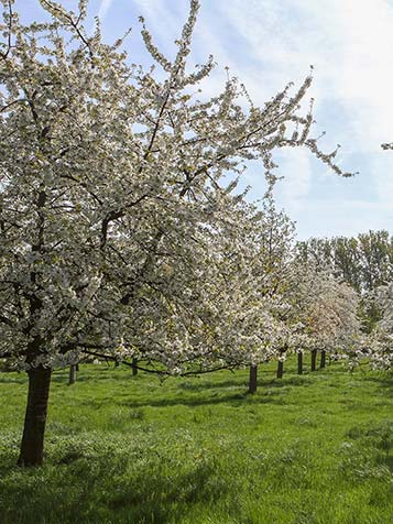 Er zijn verschillende soorten fruit in laagstam fruit