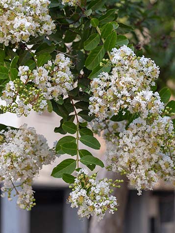 Lagerstroemia bloeit in de late zomer en het najaar met bloemen die in trossen bijeen staan