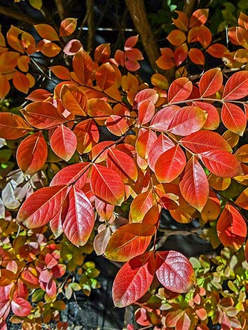 Naast de bloei is ook de herfstverkleuring van de Lagerstroemia de moeite waard