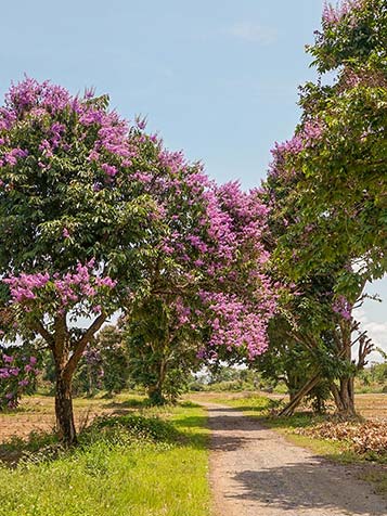 Lagerstroemia is een struik of boom die zich makkelijk laat snoeien