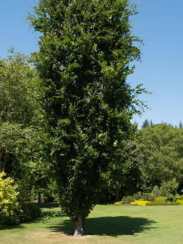 snoeien van een zuilbeuk kan als u vindt dat de boom te groot wordt 