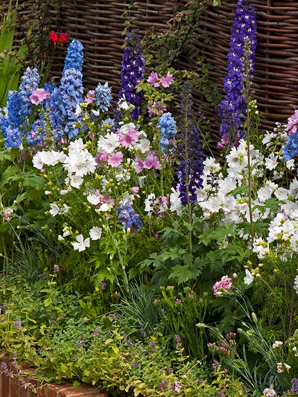 lavatera of struik malva geeft u de hele zomer bloemen in veel kleuren