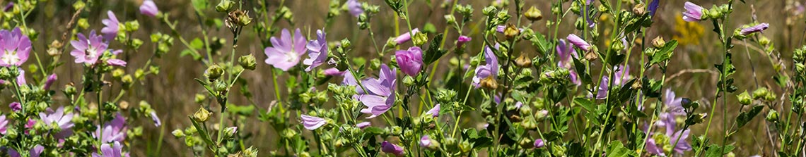 lavatera is een bladverliezende vaste plant struik