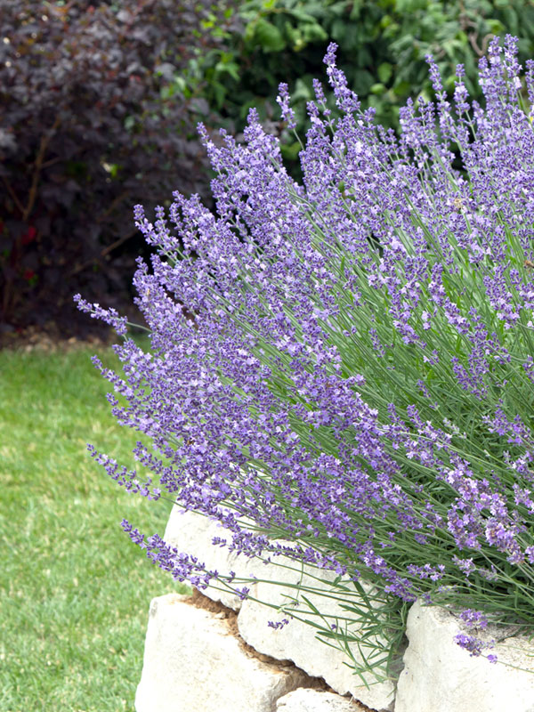 Geurende lavendel in een pot planten