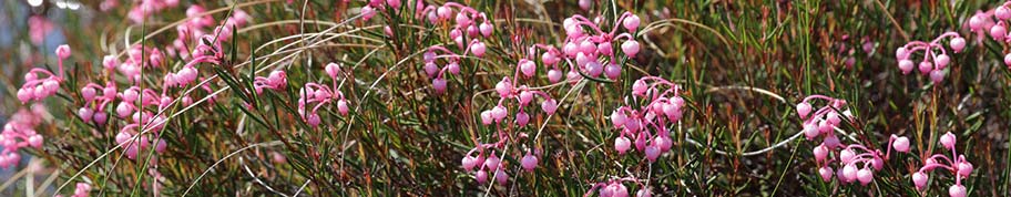 Andromeda of lavendelheide is verwant aan rhododendron en bloeit in het vroege voorjaar met opvallende roze bellen