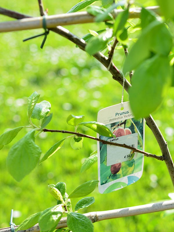 fruit uit eigen tuin eten van een leifruit boom