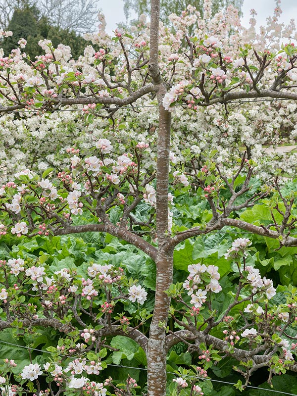 bloesem van een leifruit boom in het voorjaar en planten het hele jaar