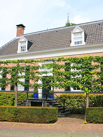 Deskundige boot sarcoom Leilinde | Tuinplantenwinkel.nl