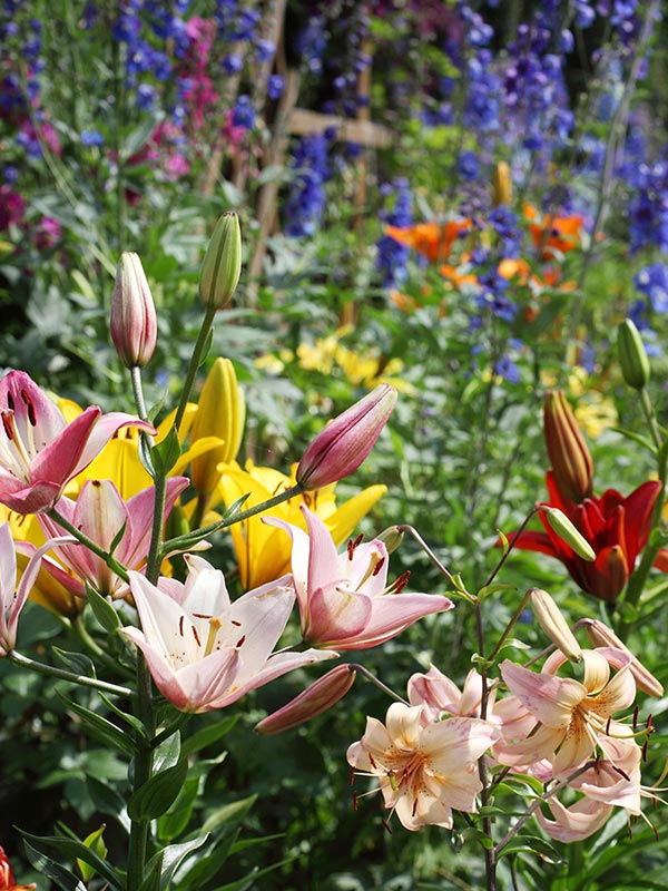 U hoeft de lelie bloembol niet in de winter uit de grond te halen