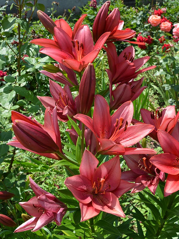 Lelies planten bollen zijn er in veel verschillende kleuren te krijgen