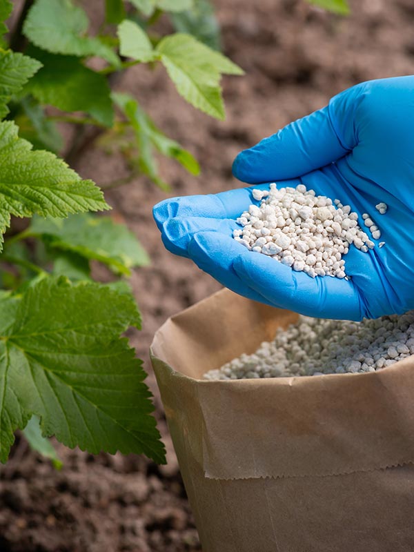 Voor elke plant een andere meststof gebruiken is vaak niet nodig maar er zijn wel verschillen