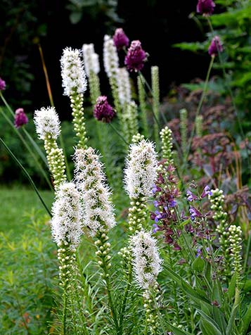 Het grappige aan de bloem van liatris spicata is de omgekeerde bloeiwijze die bovenaan de aar begint en zich dan naar beneden toe opent