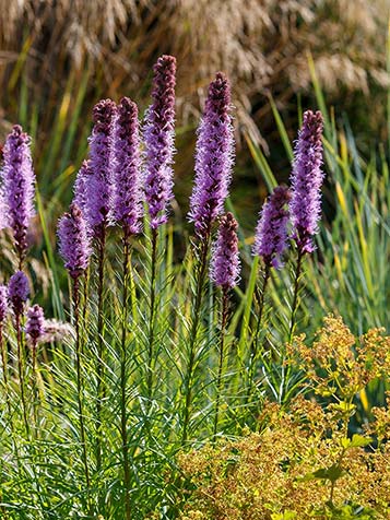 Liatris spicata is een vaste plant die zich gemakkelijk laat combineren met bijvoorbeeld siergras en alchemilla mollis