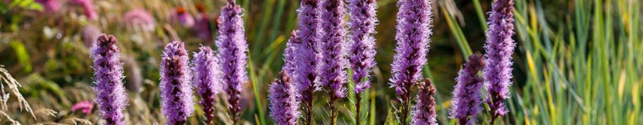 Liatris spicata is een gemakkelijke tuinplant met een zeer lange bloei